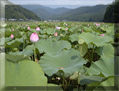 はすの花